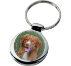 nova_scotia_duck_tolling_retriever_312-701 